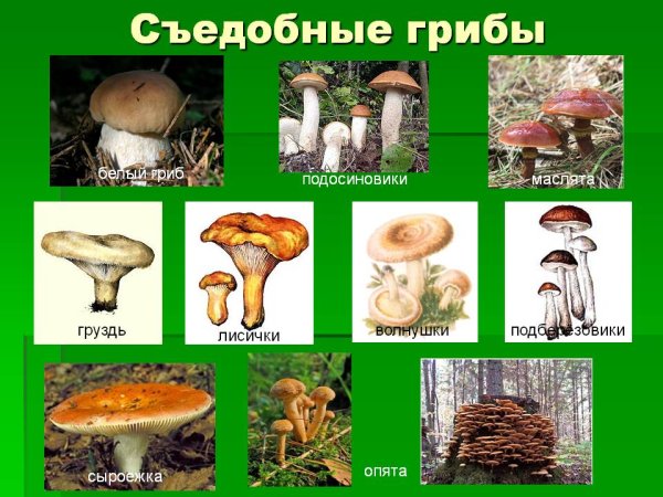 Виды грибов с фото и названиями