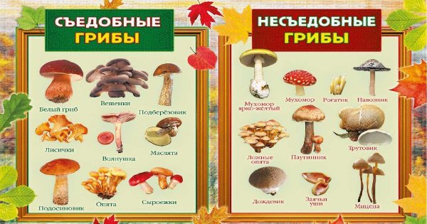 Группы грибов съедобные несъедобные