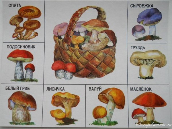 Съедобные грибы карточки для детей