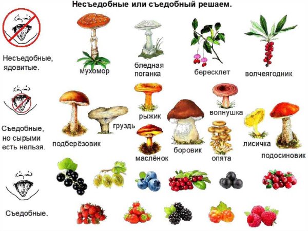 Грибы и ягоды съедобные и несъедобные грибы и ягоды