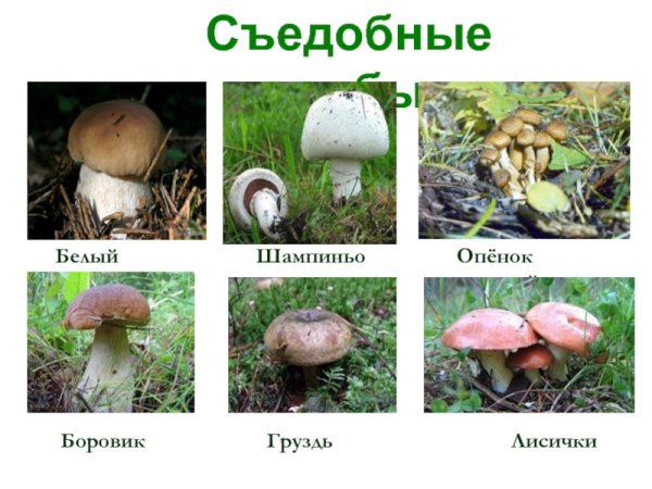 Съедобные грибы окружающий мир