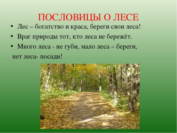 Лес наше богатство