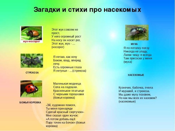 Загадки и стихи про насекомых