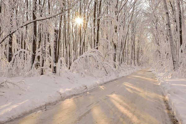 Заснеженная дорога в лесу