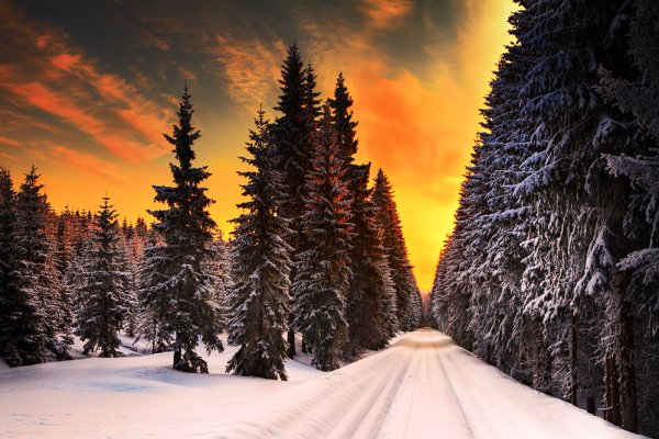 Зимняя дорога в лесу