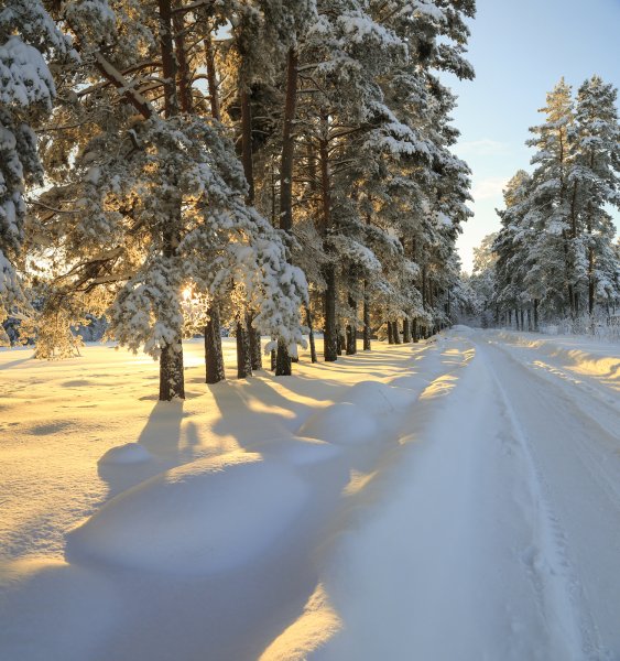 Зимняя дорога