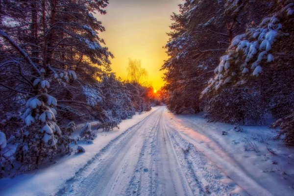 Зима дорога лес