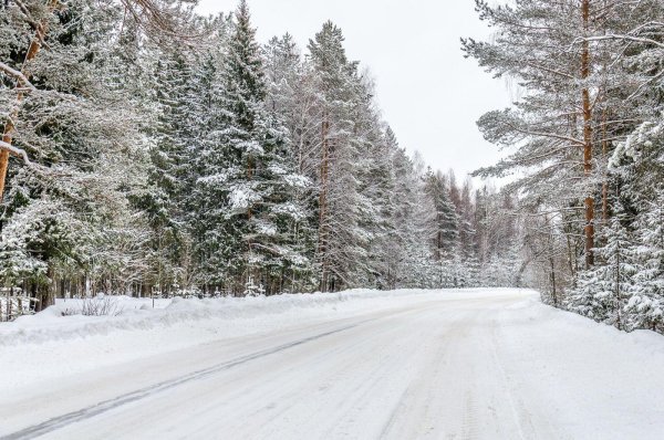 Зимной Сосновый лет дорога