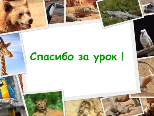 Презентация с животными