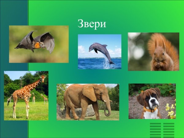 Звери 2 класс