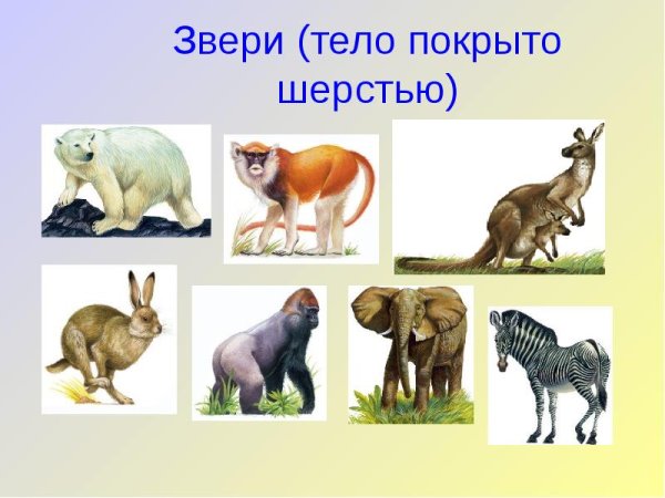 Группа животных звери