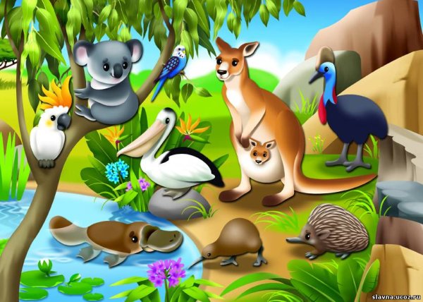Животный мир Австралии для дошкольников