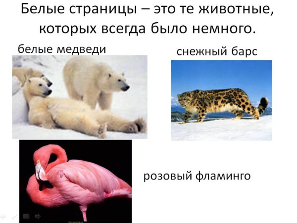 Белые страницы красной книги России животные