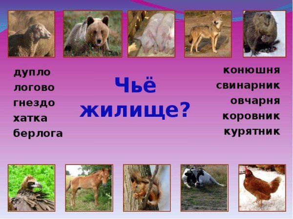 Дикие и домашние животные