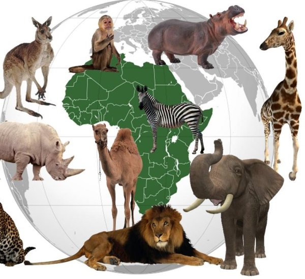 Животные разных континентов