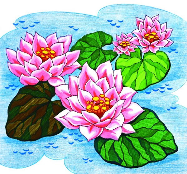 Лотос орехоносный нарисов