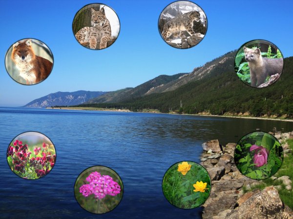 Удивительный мир природы