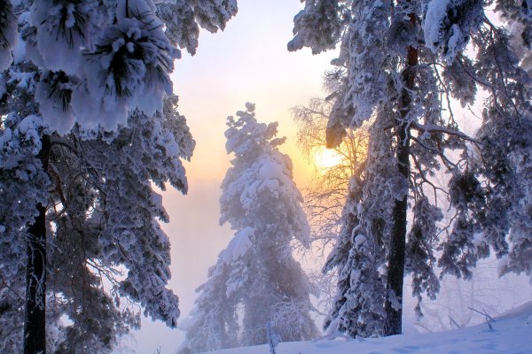 Зимний морозный лес