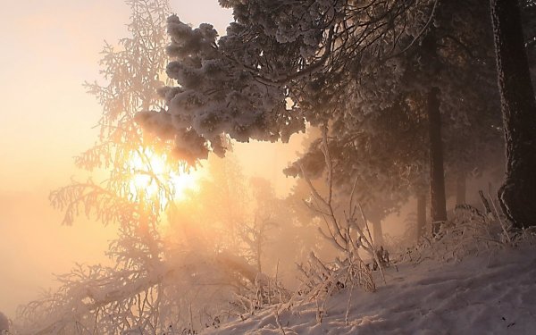 Снежное утро