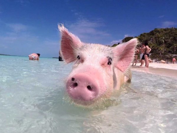 Хрюшка на море
