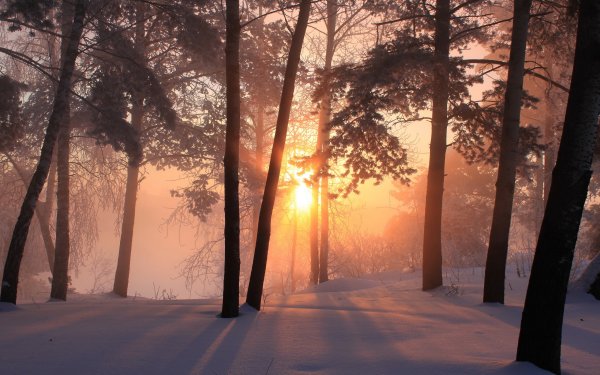 Закат в зимнем лесу