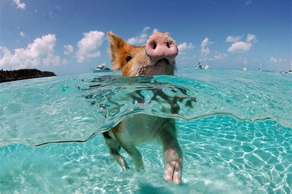 Поросенок на море