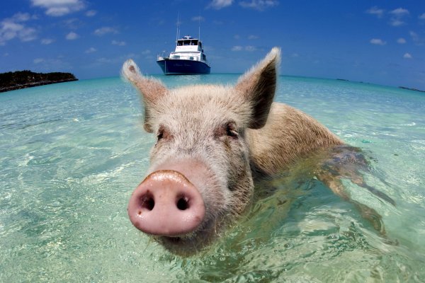 Свинка на море