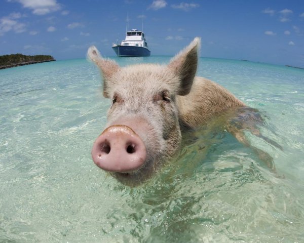 Свинья на море