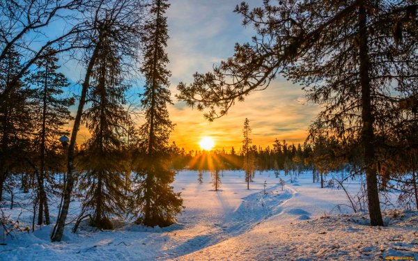 Зимняя Поляна в лесу