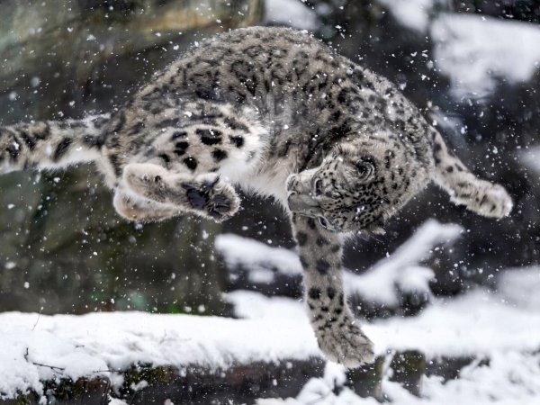 Снежный Барс в прыжке