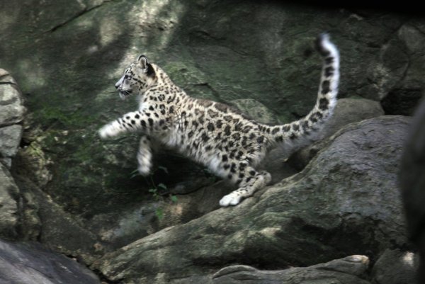 Барс в прыжке