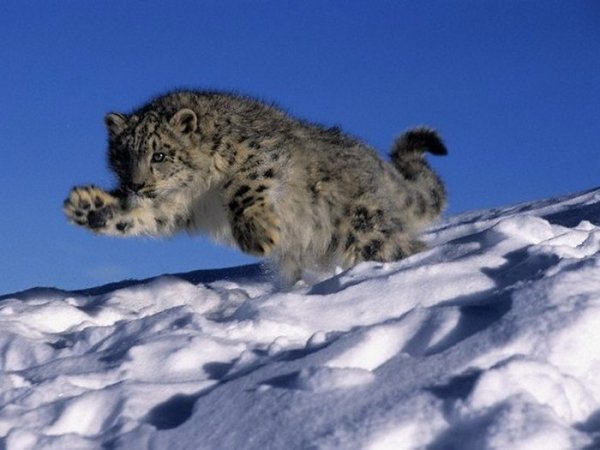 Снежный Барс в прыжке