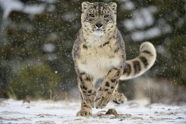 Ирбис в прыжке