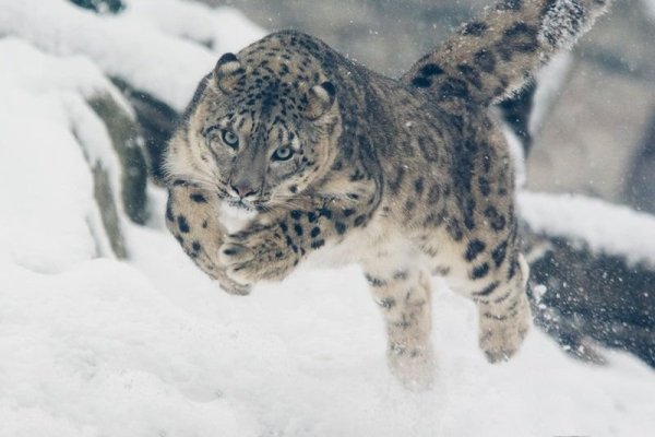 Ирбис снежный Барс в прыжке