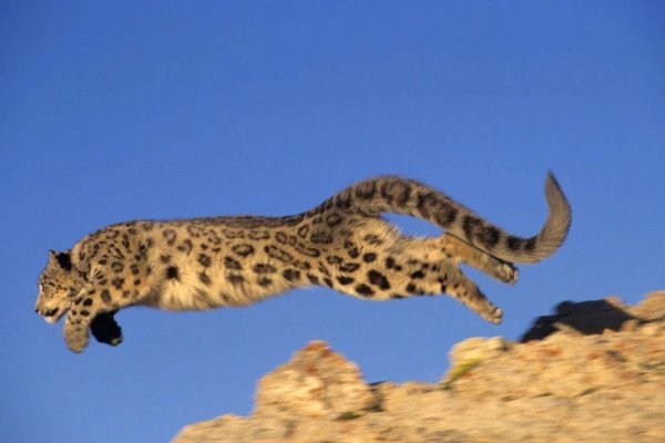 Дымчатый леопард (Neofelis nebulosa),