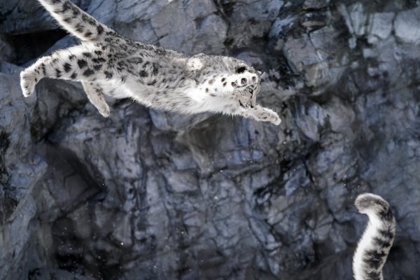 Барс прыгает