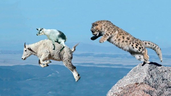Снежный Барс охотится на горных Козлов