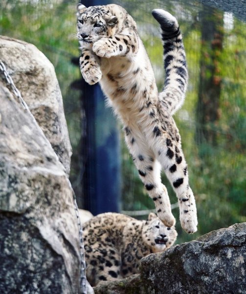 Бенгальский кот снежный Барс