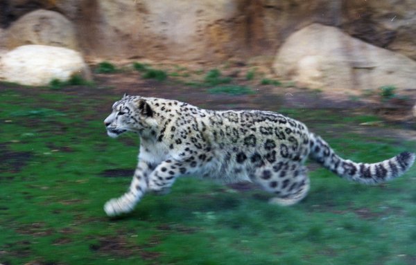 Ирбис в прыжке