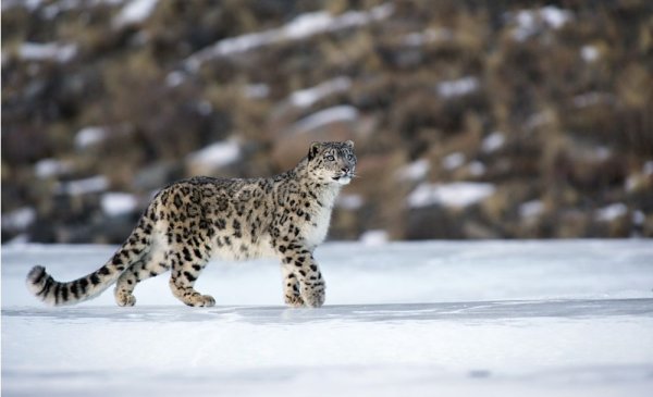 Снежный Барс рост