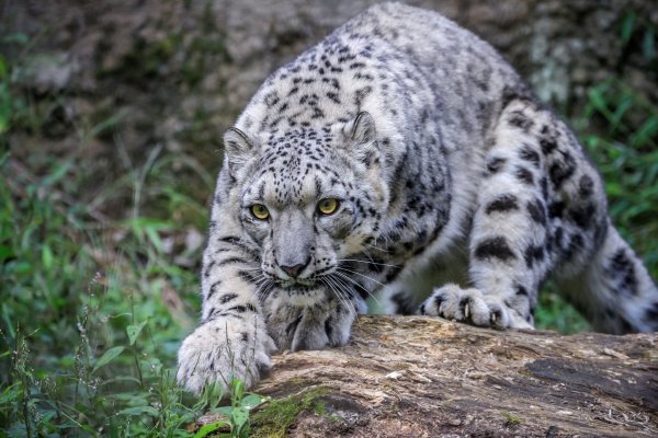 Панарский леопард