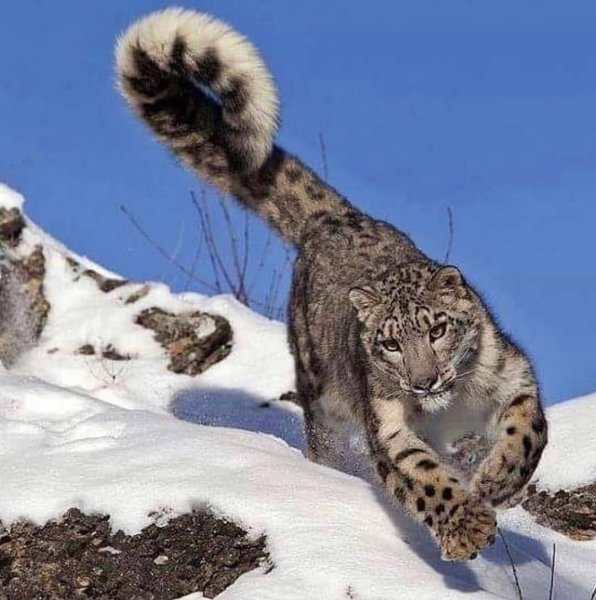 Ирбис снежный Барс в прыжке