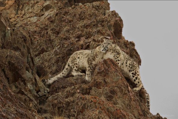 Снежный Барс на памире