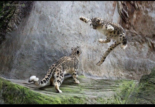 Снежный Барс в прыжке