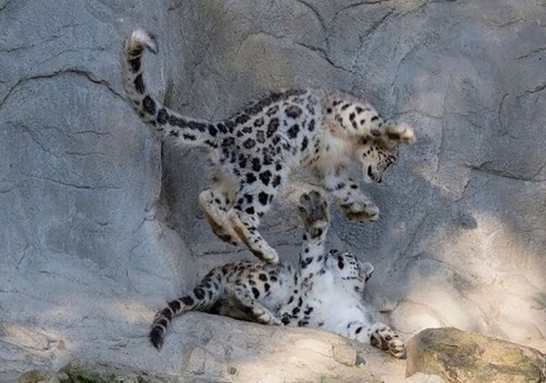 Спаривание снежных Барсов