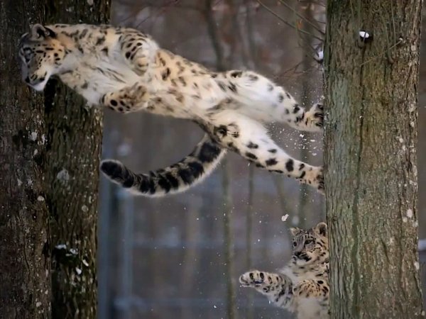 Ирбис в прыжке