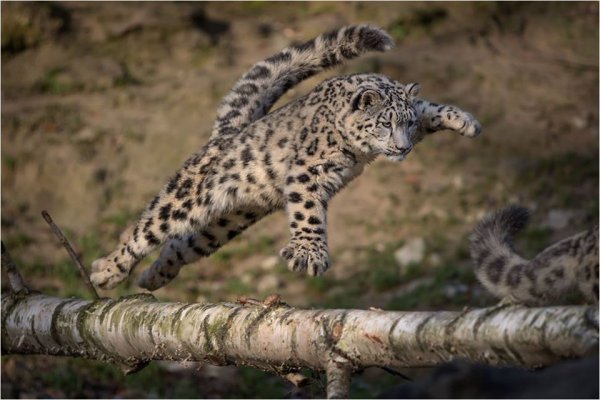 Ирбис снежный Барс в прыжке