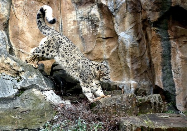 Снежный Барс Барсик