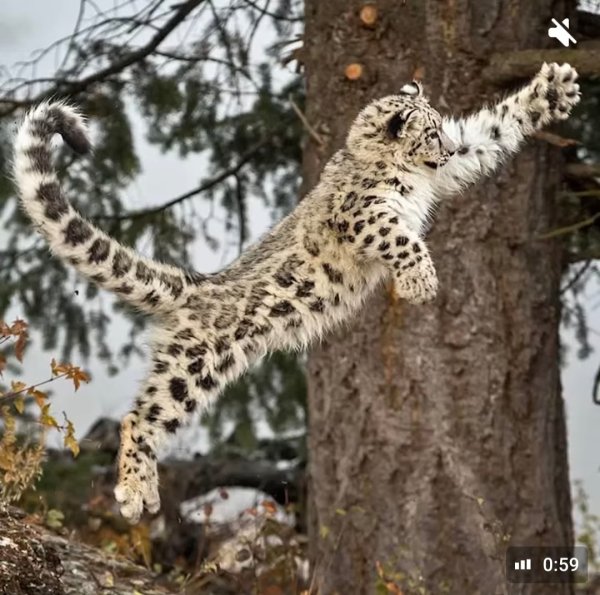 Ирбис в прыжке