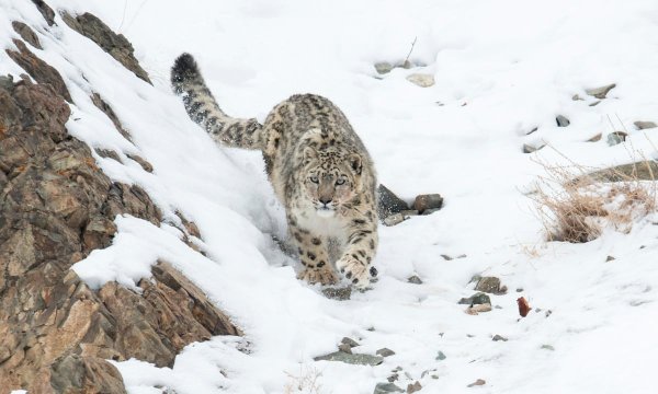 Ирбис на охоте